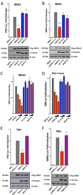FIG 1 MAPV N protein fails to regulate ISRE and IFNa constant amount of total DNA using plasmids expressing ANDV, NY-1V, or MAPV N proteins or� induction