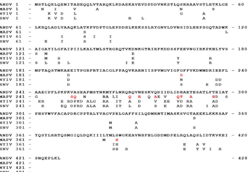 FIG 3 Unique ANDV N protein residues with the potential to confer IFN regulation. The amino acid sequence of ANDV N protein was aligned with the aminoacid sequences of the MAPV, NY-1V, and SNV N proteins, and residues that differed from those in ANDV are s