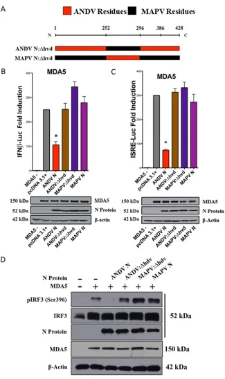 FIG 4 N protein HVD chimeras lack the ability to regulate IFN signaling. (A) HVD residues (252 to 296)