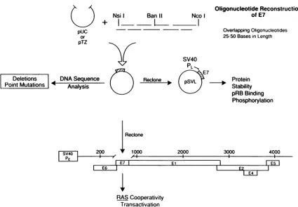 FIG. 2.betweenentirecloned A schematic diagram of the mutagenesis. Site-specific mutations were created in HPV16 E7 by oligonucleotide reconstruction the NsiI and BanII sites in the N terminus and between the BanII and NcoI sites in the C terminus