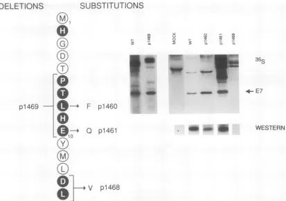 FIG. 3.wereE7theondays.tolabeledalso"2I-labeled the Mutations in CR1. The amino acid sequence of the HPV16 E7 gene from M-1 to L-15 is shown