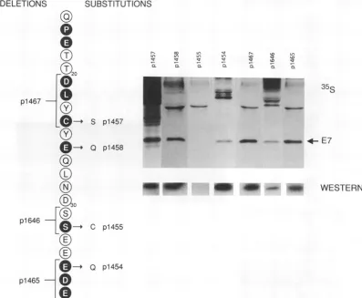 FIG. 4.labeledare Mutations in CR2. The amino acid sequence between Q-16 and E-37 is shown