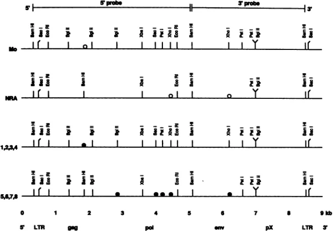 FIG. 2.digested Southern hybridization analysis of DNA from BJAB-PBMC cocultures established from eight patients (lanes 1 to 8)