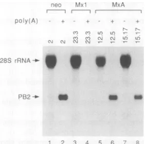 Fig. 2AfractionsNorthern were fractionated into the poly(A)+ and poly(A)- by oligo(dT)-cellulose column chromatography