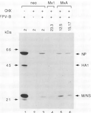FIG. 4.Thebandspressingpreparedchromatography.5hlatedPoly(A)+indicated.the(laneainfluenza and mouse with Effect of MxA on the in vitro translation capacity of virus primary transcripts