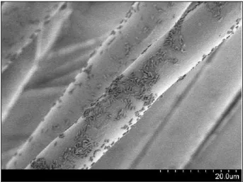 Figure 6. Propionibacterium Aeruginoa Present on Polyester Fibers [60]  