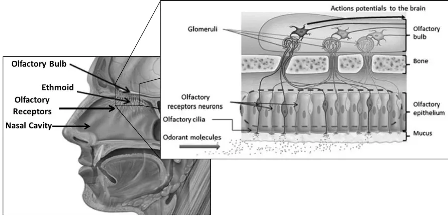 Figure 9. Physiology of Olfaction [87] 
