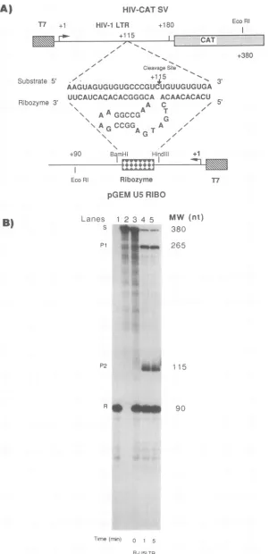 FIG.1.aftercleavage.(lower).and In vitro cleavage of HIV-1 substrate RNAs by a US ribozyme