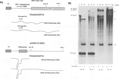 FIG. 2.0,andoftranscribedand5'wasproducedsamples fragment 1, short Effect of length on cleavage by ribozyme