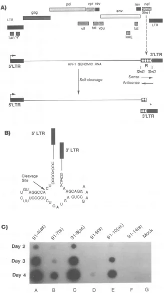 FIG. 3.ribozymeorientationtranscriptaseantisenseparallelvirusMockspotted Inhibition of virus expression by a cis self-cleaving ribozyme placed into the HIV-1 genome