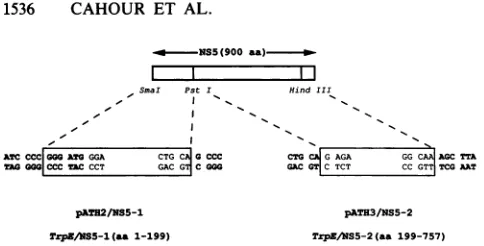 FIG.1.expressedreadingvectors.vector,SmaIandPolylinkerletters.pATH2NS5 Sequences of DEN4 NS5 cDNA in TrpE expression Sequences at the junctions between the bacterial TrpE pATH2 or pATH3, and the NS5 cDNA fragment to be are shown
