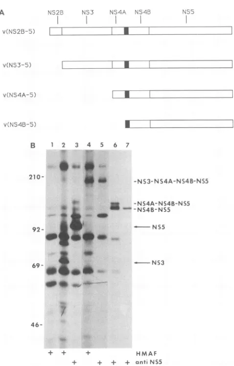 FIG. 3.binantvarioustheNS4B-NS5ciniaAnalysislanesinlanerecombinantcipitatedlabeledelectrophoresis.lane kilodaltons Processing of various lengths of the NS2B-NS3-NS4A- domain of the dengue virus polyprotein
