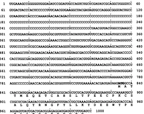 FIG.1.poly(C)EMCV-R. Nucleotide sequence of the 5'-most 1,000 nucleotides of The polyprotein reading frame begins at base 834, and the tract contains 132 pyrimidines (C115UCUCCCUC10).