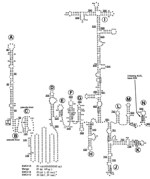 FIG. 2.Stem-loopmengovirus Consensus secondary structure for 5' NTRs of four related cardioviruses