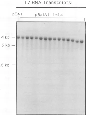 FIG. 3.electrophoresis,pBalAl-1 RNA transcript integrity. T7 transcript samples from to pBalAl-14 were prepared, denatured, fractionated by and detected as described in Materials and Meth-ods.