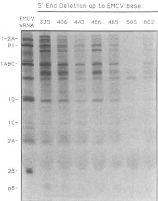 FIG. 5.theprotease Protein produced in cell extracts is viral. Samples from translation extracts in Fig