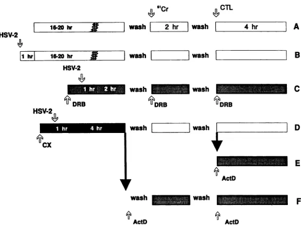 TABLE 4. Effect of acyclovir and IL-2 treatment of HSV-infected target cells on lysis by CTL clones