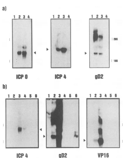 Table 7. These sorting elements include the type specificityof HSV recognition, recognition of a specific antigen (gD2),and recognition of infected target cells treated continuously