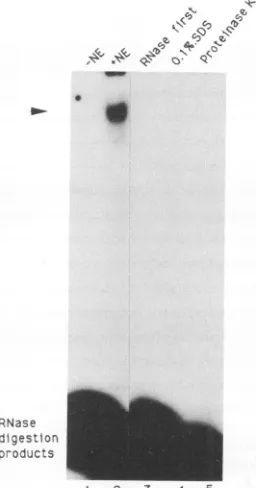 FIG. 2.tantRNAbutComplexthe(laneproteinase RNase protection mobility shift assay. An RNase-resis- RNA-protein complex was formed when 32P-labelled TAR was incubated with HeLa nuclear extract (NE) (arrow, lane 2) was not formed in the absence of nuclear ext