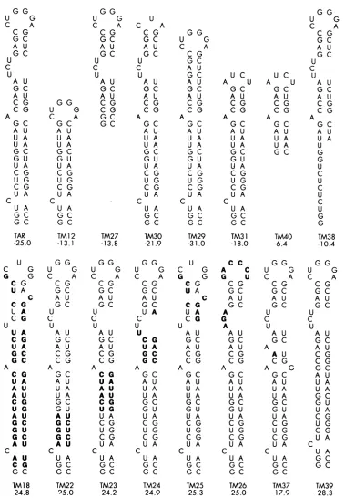 FIG. 4. Computer-predicted secondarystructures and free energies mutants. TAR and RNA TAR of mole) per kilocalories (insubstitutions are boldface