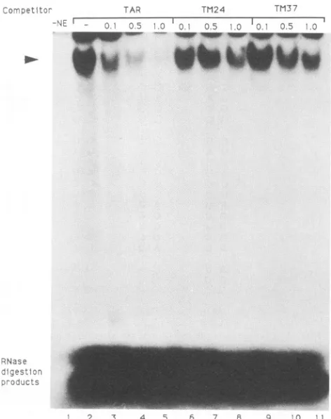 FIG. 5.majorprobably RNase protection mobility shift assay of TAR RNA mutants. The appearance of the slightly faster-migrating band beneath the band (arrow) varied between nuclear extract preparations and does not exhibit a different binding specificity