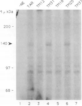 FIG. 7.TM31,complexes.or TM37 SDS-PAGE analysis of UV-cross-linked RNA-protein A 140-kDa protein (arrow)is cross-linked to TAR, and TM25 RNAs (lanes 2, 4, and 6) but not to TM12, TM18, RNA (lanes 3, 5, and 7)