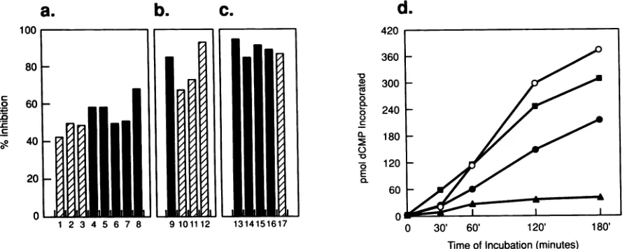 FIG. 2.largeBarsreactionscellbarofmin.ngpZ189theextractspZ189t180-min alone DNA Inhibitory effect of small t on DNA replication