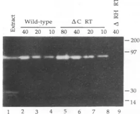 FIG.1.The Schematic ribbon drawings of the structure of E. coli RNase H (a) and a structural prediction for the HIV RNase H domain (b)