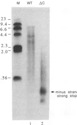 FIG. 5.thatloadedmigrationproductssizes Analysis of the size distribution of endogenous reaction of wild-type and AC virions