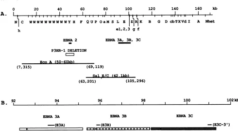 FIG.1.indicated.Schematic (A) Schematic representation of the EBV genome with the location of EBNA 2 and the EBNA 3 genes and P3HR-1 deletion Also shown are the cloned EBV DNA fragments which were used to construct the pDVEcoRI A and pDVSEC cosmids