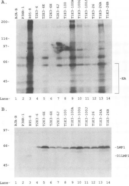 FIG. 8.TlE3-100LMP1derivedderivedLCLshownseparated1]), Analysis of progeny LCLs for expression of lytic (A) and (B) proteins