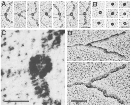 FIG. 3.T-antigenidenticalappearanceunwindingcomplexeshemispheric1 but Shape of fork-bound T-antigen helicase complexes