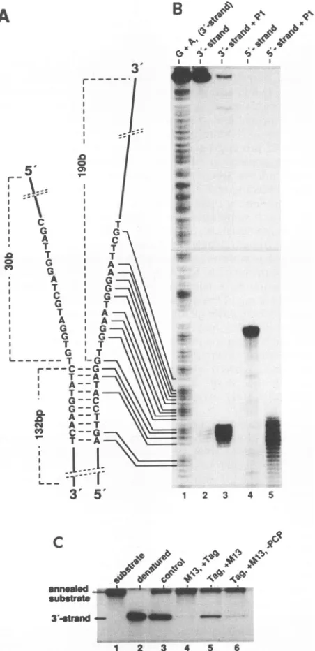 FIG. 4.drawingtionandsubstratelabeledrespectively.thewereendMaxam-Gilbertdigestionautoradiography4).single-strandedcomparisonAnalysisantigen.phyng; Construction and function of a T-antigen DNA helicase containing a preformed unwinding fork
