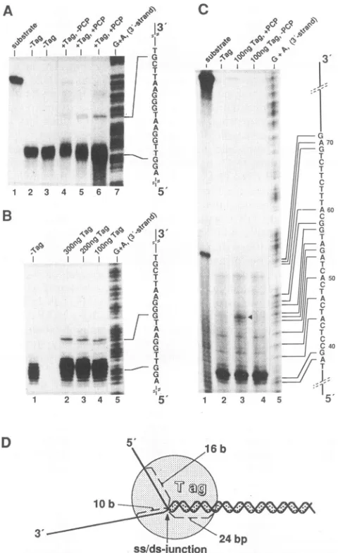 Figure 6turesunder shows the different types of nucleoprotein struc- found after incubation of the DNA with T antigen stringent helicase reaction conditions that allowed