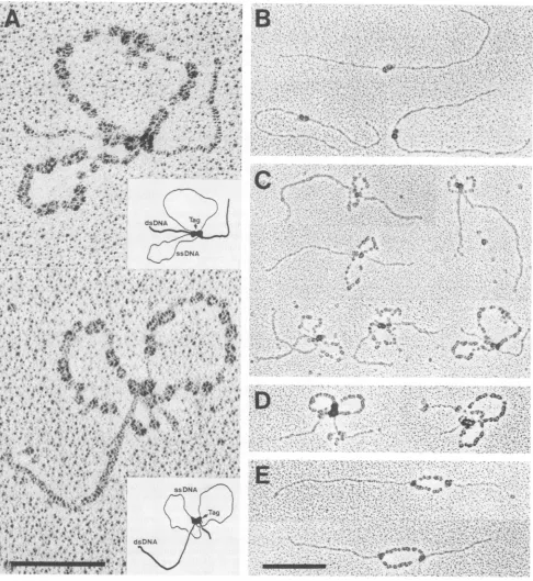 FIG. 6.Avall-restrictedforandantibodies)unwindingcomprise(rabbitprocess.Micrographsposition.A(Tag)intermediatesoriginEM,ug) but Electron micrographs of unwinding intermediates started from the SV40 origin of DNA replication