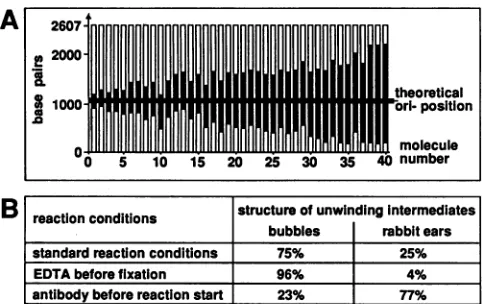 FIG. 7.with Statistical analysis of unwinding intermediates obtained substrate DNA containing the SV40 replication origin