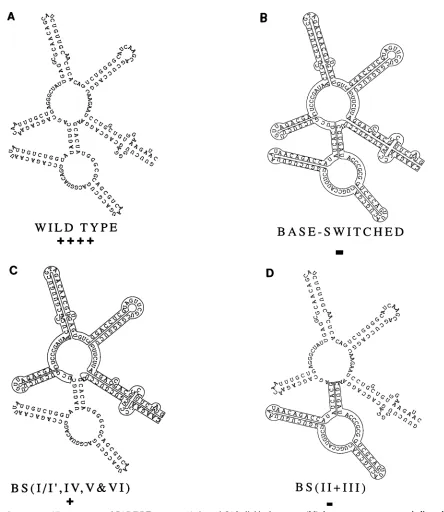 FIG.1.areresponse80%;3'sequence ends Structure and Rev response ofCAR/RRE mutants. (A through L) Individual mutants; (M) three separate mutants as indicated