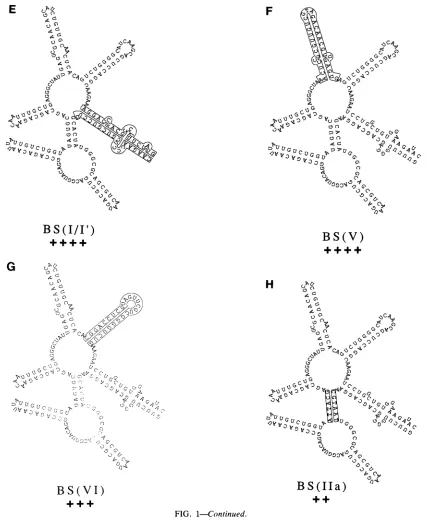 FIG. 1-Continued.