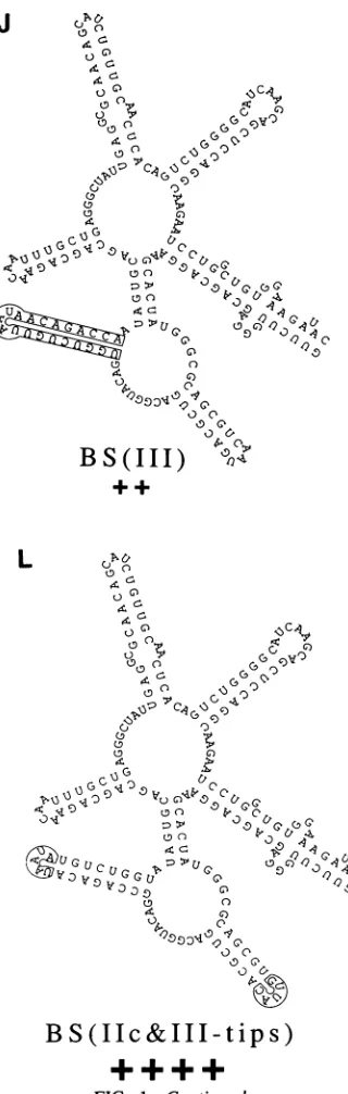 FIG. 1-Continued.