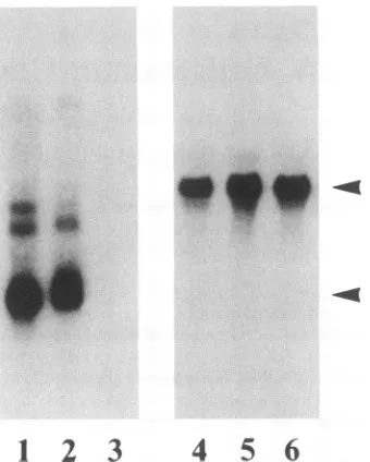 FIG.1.Total0.8-kb0.8-kbtransgeniccontrolshybridizationvariousindicatestransgenemost Localization of LTR-tat gene expression in the skin
