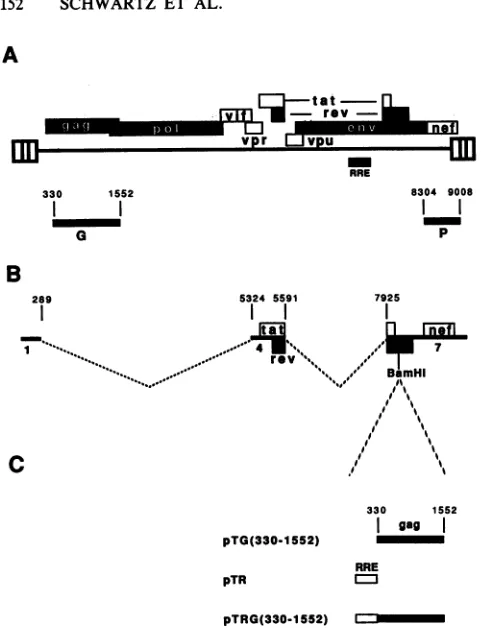 FIG.1.blackmarked (A) Structure oi bars indicate ORFs. G indicates the ga