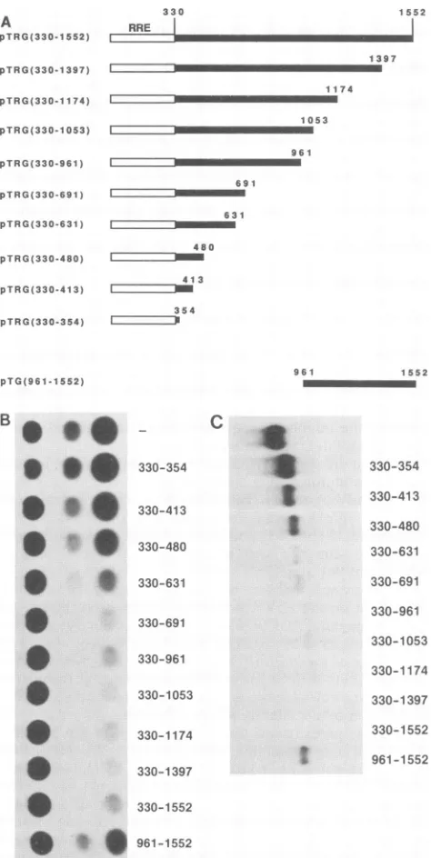 FIG. 4.plasmidsHL3T1 Northern blot analysis of total RNA prepared from cells transfected with the plasmids indicated at the top