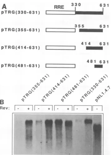 FIG. 5.left.differentindicateatplasmidplasmidprepared(-)shown the (A) Structures of the RRE-gag fragments containing deletions at the 5' end of the gag fragment present in pTRG(330-631)