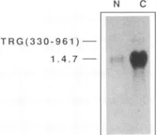 FIG. 6.ORFs.inabsence the (A) Structure of the HIV-1 genome and of expression plasmids pNL17R and pNL1.4.7