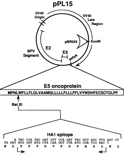 FIG.1.constructedepitopeplasmidsSV40-BPV-1MethodsproducesequencesindicatedinfluenzasiteE2-E5 Expressionplasmidsfor wild-type and mutated E5 proteins