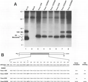 FIG. 5.complexobtainedcenterthevisualizedviruseswild-type13 through E5 binding to the 16K protein requires a glutamine residue within the middle hydrophobic region of E5