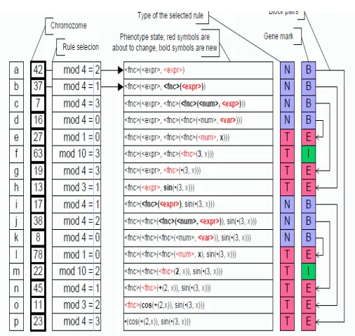 Fig. 1  Relations between genotype and phenotype in theGE with backward processing [6]