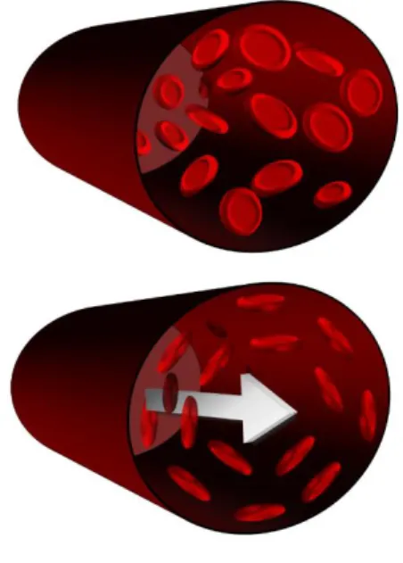 Figure 5. Depiction of the preferential alignment of red blood cells under flow due to shear stress