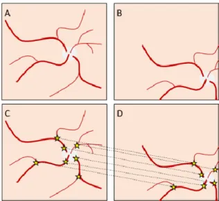 Figure 12. Retinal images of two different subjects  at  577  nm  and  600  nm.  Top:  a  subject  with  low  degree of retinal pigmentation