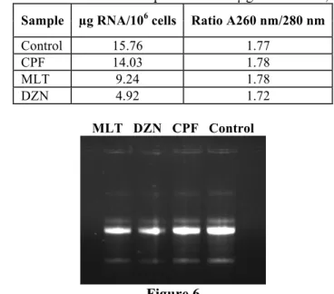 Table II  The quantity and purity of RNA isolated from the lymphoblastic cells K562  cultivated for 24 hours in the presence of 1 µg/mL of CPF, MLT and DZN 